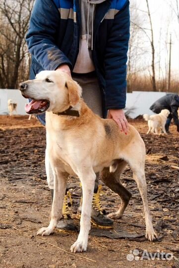 Гончая, кобель