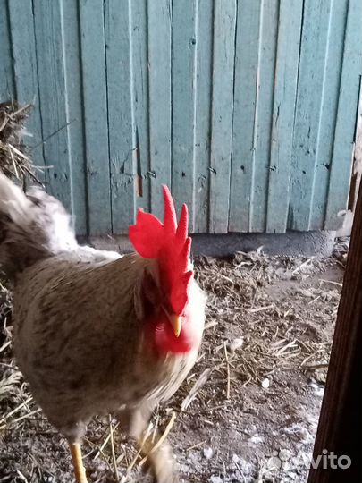 Молодые петушки