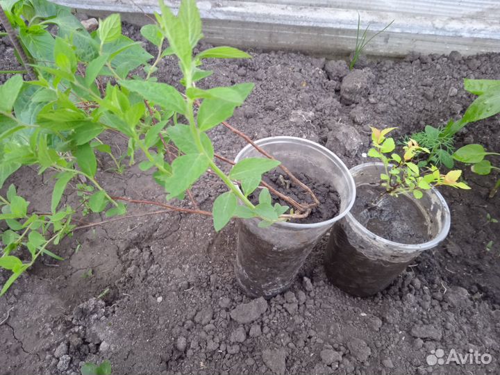 Саженцы спиреи