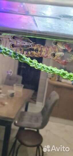 Продам Гуппи Берлинцы чистая линия