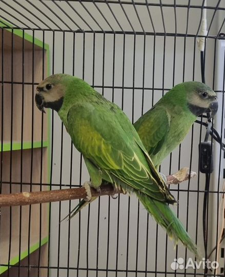 Розовогрудый попугай