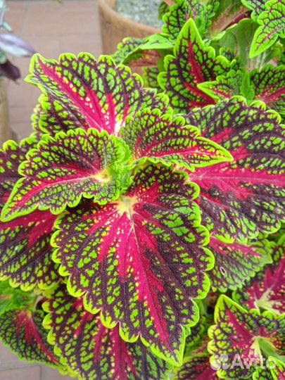 Колеус -двух и трёх цветные