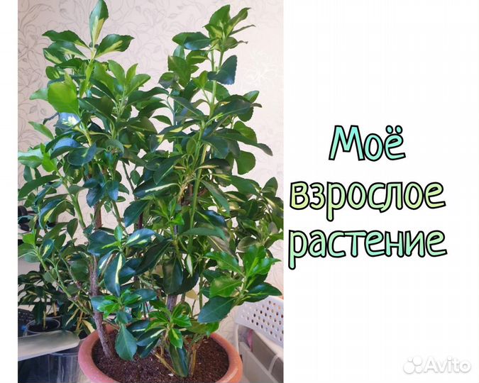 Растение Бересклет японский комнатный, цветы