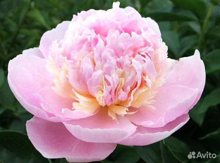 Пионы корни Энджел Чикс