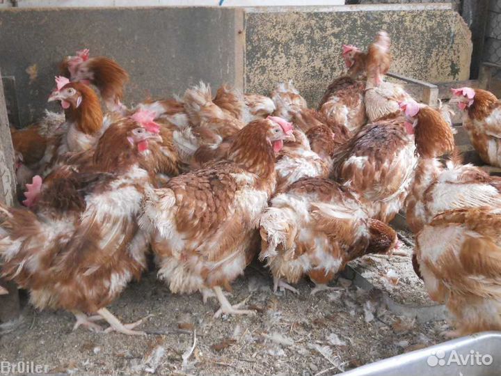 Куры несушки с доставкой