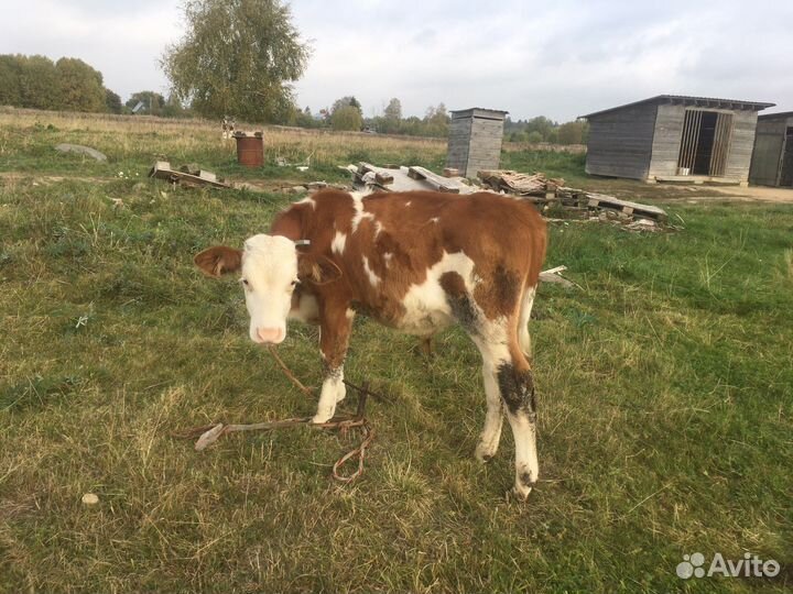 Бычок от высокоудойной коровы