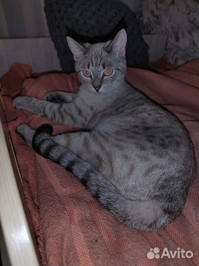 Кошка