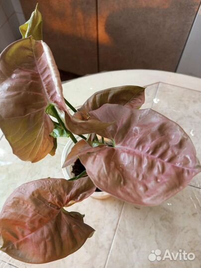 Сингониум Малиновый крем