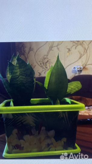 Сансевиерия щучий хвост