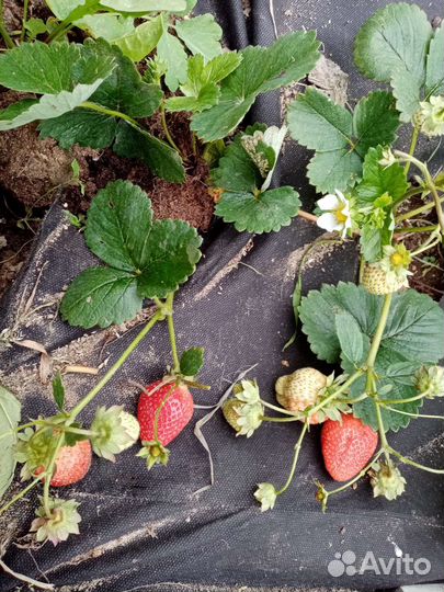 Продам саженцы