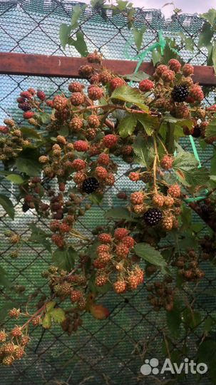 Саженцы ежевики