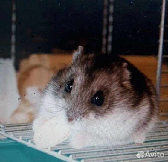 Джунгарский хомяк