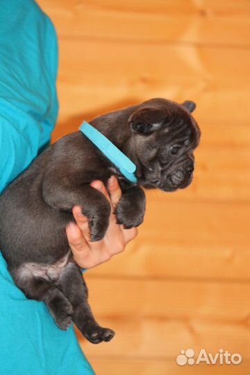 Француз в голубом окрасе