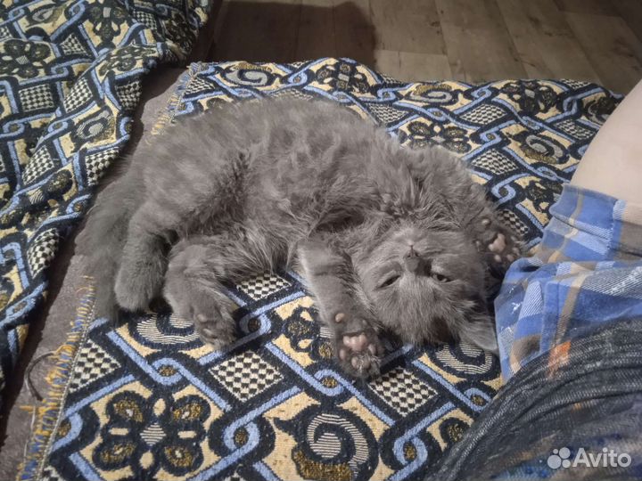 Британский котёнок