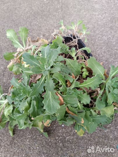 Цветы многолетники