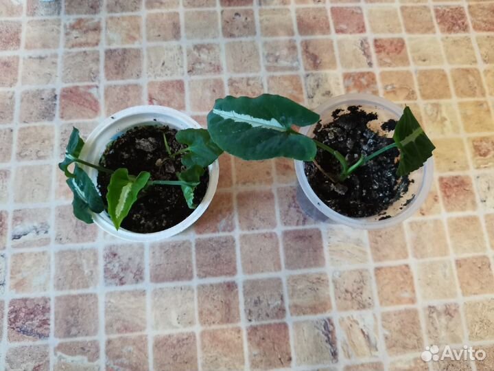 Сингониум Регина Ред спот,Ведланда,Панда