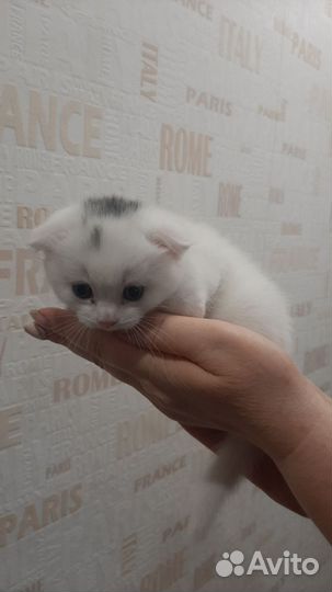 Вислоухий котёнок