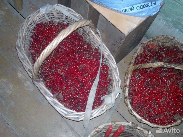 Калина ягоды