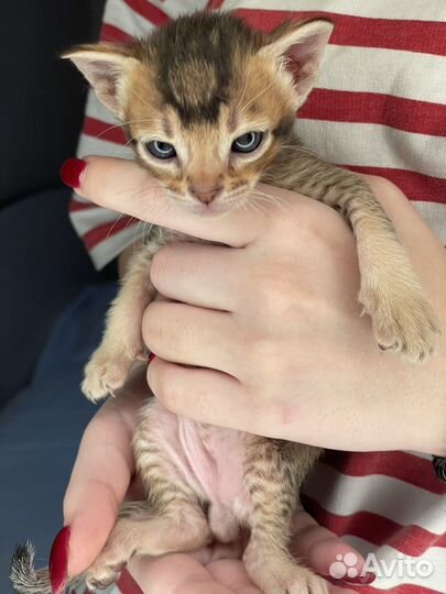 Котята саванны