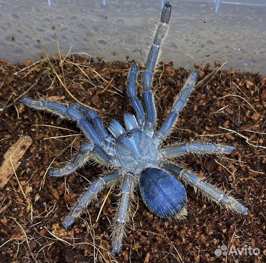 Пауки Птицееды Скорпионы Корм Террариумы