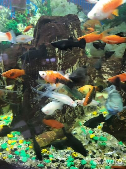 Аквариумные рыбки