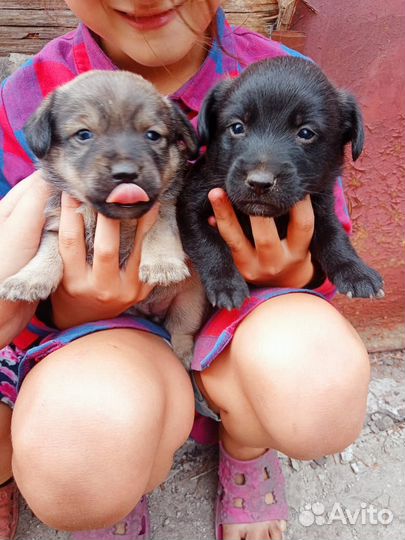 Щенки лабрадора бесплатно