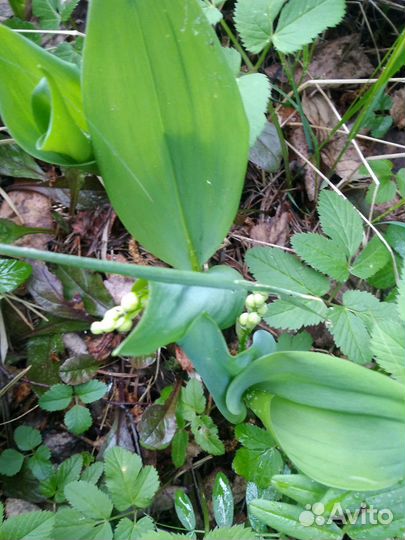 Саженцы сливы, флоксы и садовые ландыши