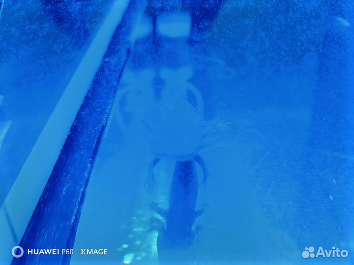 Аксолотль с аквариумом