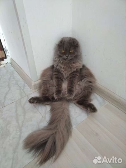 Кошка только в самые заботливые руки