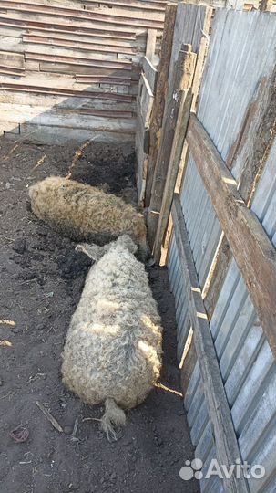 Мясо венгерской мангалицы