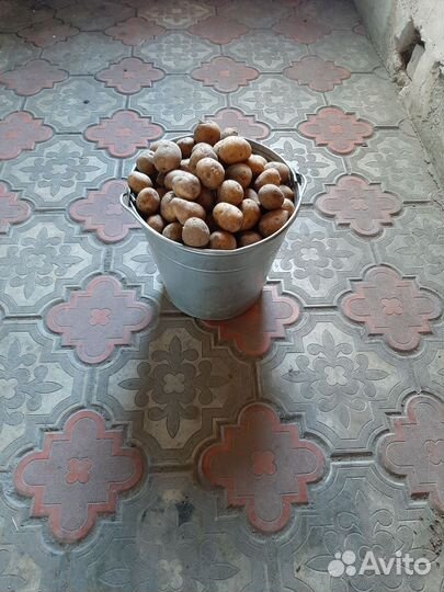 Семенной картофель