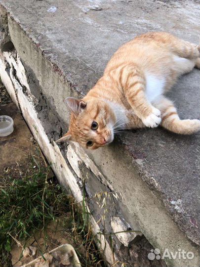 Кот ищет дом