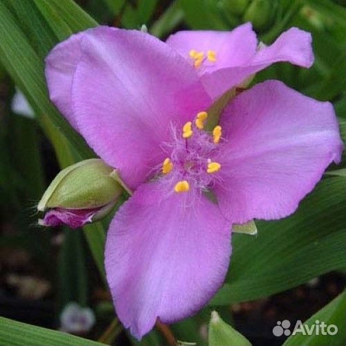 Традесканция садовая