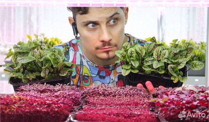 Семена для микрозелени