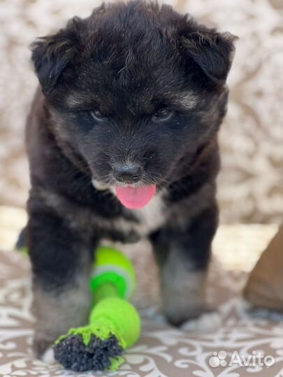 Щенки в дар в добрые руки