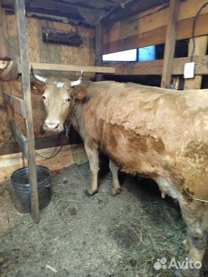 Телка и корова