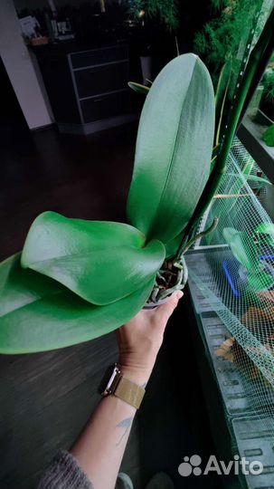 Орхидея фаленопсис