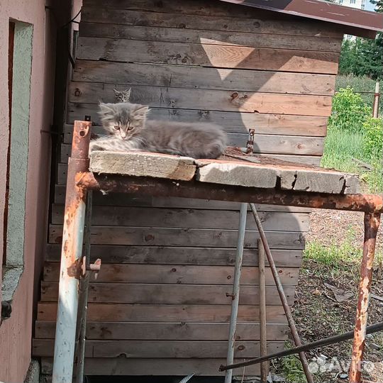 Отдам в добрые руки