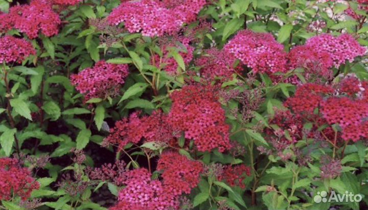 Спирея японская Суперстар