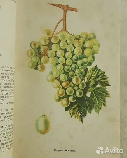 Виноградарство Краснодарского края,Серпуховитина