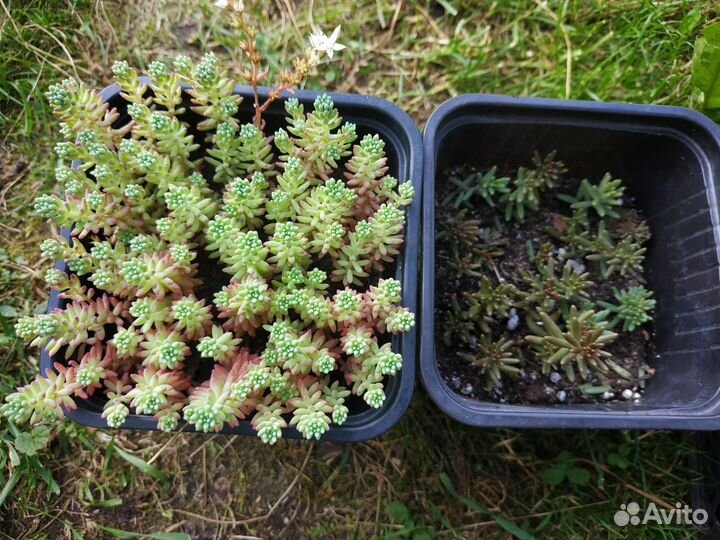 Очиток седум