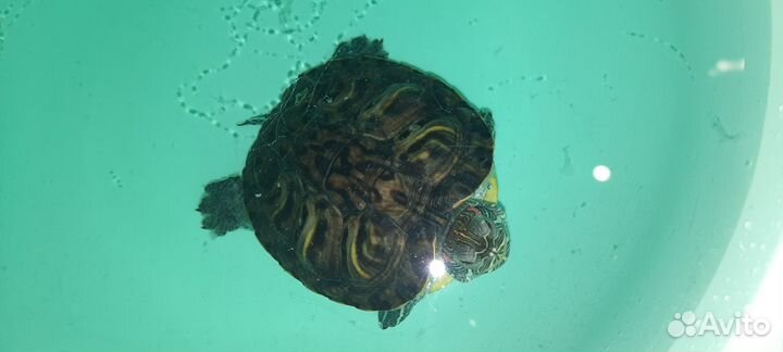 Красноухая черепаха с аквариумом