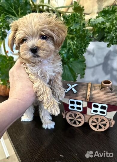 Щенки мальтипу F1 мини