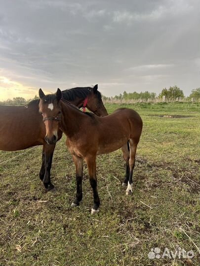 Жеребец, жеребята
