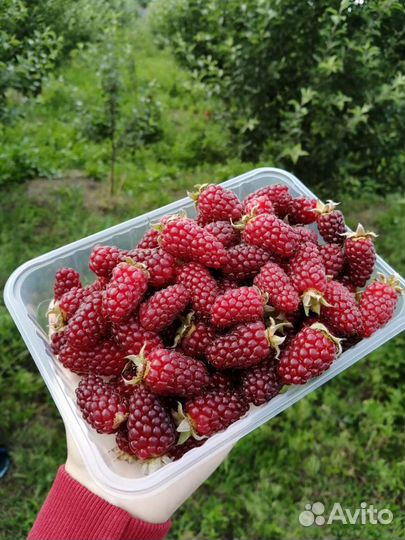 Саженцы малины ежемалины