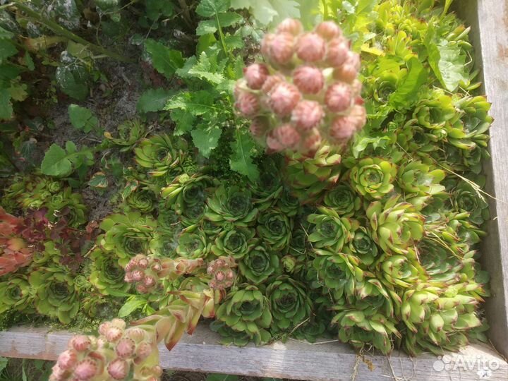 Каменная роза (Молодило)