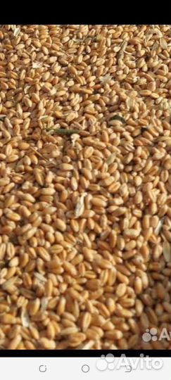 Пшеница.ячмень.овес.горох.кукуруза.отруби