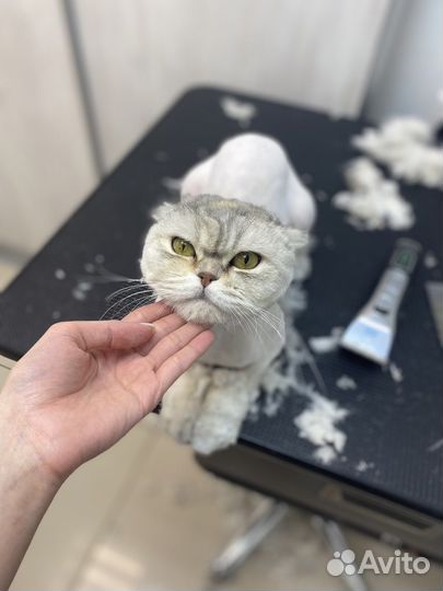 Стрижка собак и кошек. Груминг с выездом на дом