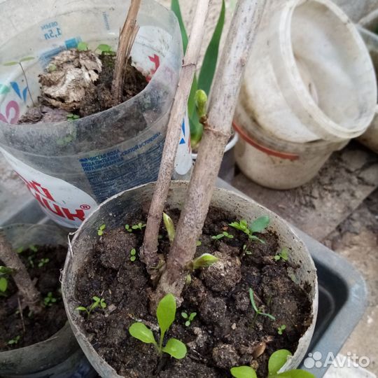 Гортензия