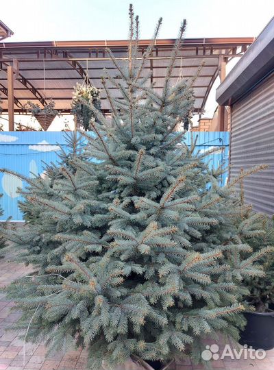 Ели от 1.2м